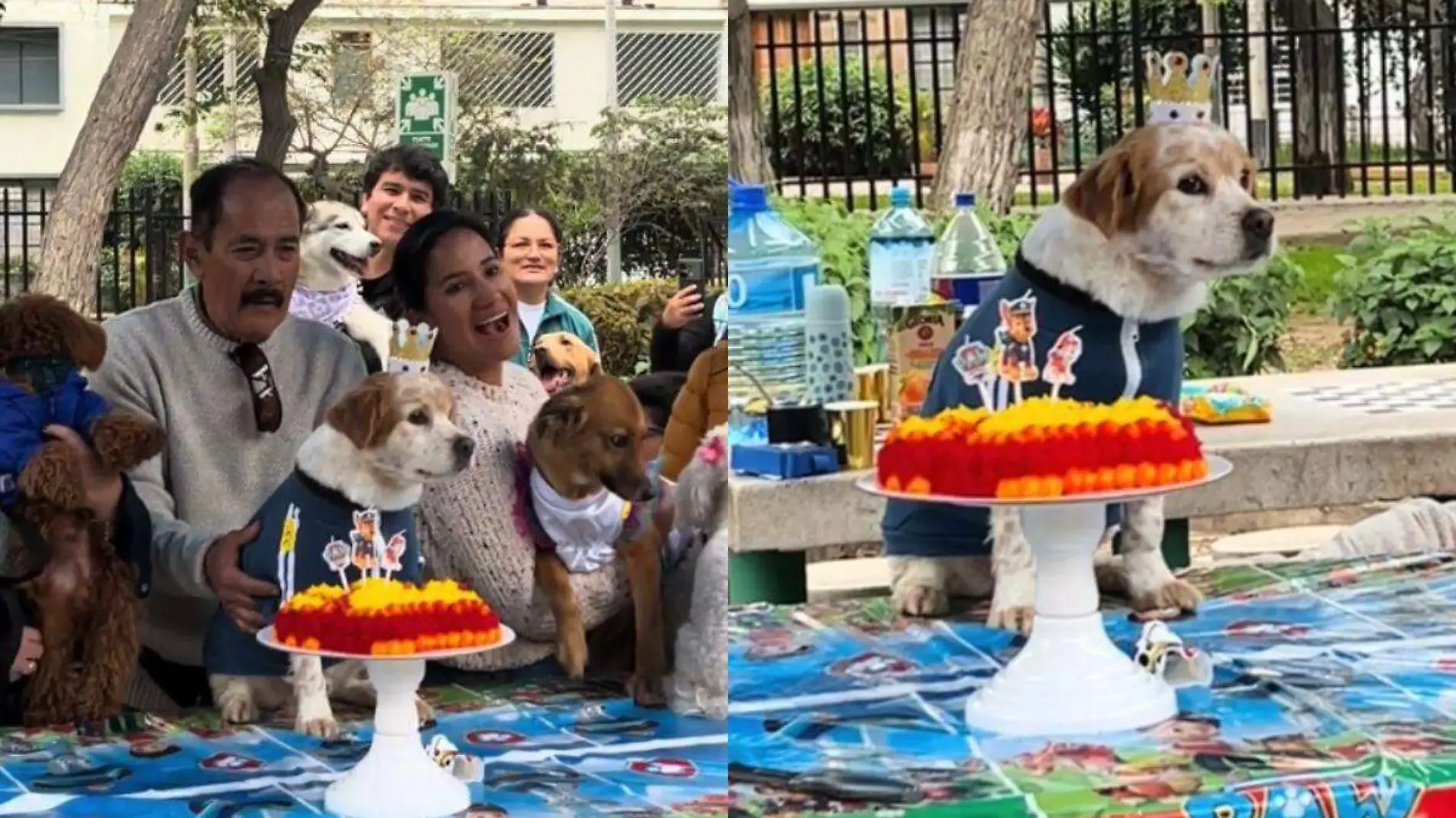 Fiesta de un perro en un parque